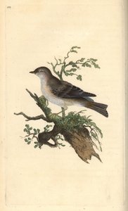Orpheusgrasmus, Sylvia hydrtensis, of grote grasmus. Handgekleurde koperplaat getekend en gegraveerd door Edward Donovan uit zijn eigen Natural History of British Birds, Londen door Edward Donovan