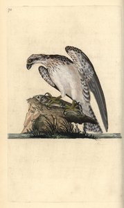 Visarend, Pandion haliaetus, staand op een gevangen vis. Handgekleurde kopergravure getekend en gegraveerd door Edward Donovan uit zijn Natural History of British Birds, Londen door Edward Donovan