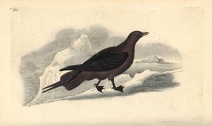 Kleine jager, Stercorarius parasiticus. Handgekleurde koperplaat getekend en gegraveerd door Edward Donovan uit zijn eigen Natural History of British Birds, Londen door Edward Donovan