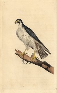 Slechtvalk, Falco peregrinus, vastgeketend aan een tak. Handgekleurde koperplaat getekend en gegraveerd door Edward Donovan uit zijn eigen Natural History of British Birds, Londen