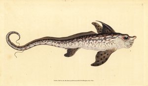Konijnvis of zeemonster, Chimaera monstrosa. Bijna bedreigd. Handgekleurde koperplaat getekend en gegraveerd door Edward Donovan uit zijn Natural History of British Fishes, Donovan en F.C. en J. Rivington, Londen door Edward Donovan