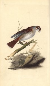 Grauwe klauwier (vrouwelijk), Lanius collurio door Edward Donovan