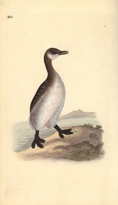 Roodhalsfuut (vrouwelijk), Podiceps grisegena