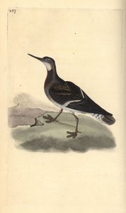Roodhalsfalarope, Phalaropus lobatus