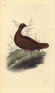 Schotse sneeuwhoen, Lagopus lagopus scotica. Handgekleurde koperplaat getekend en gegraveerd door Edward Donovan uit zijn eigen Natural History of British Birds, Londen