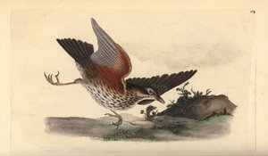 Koperwiek, Turdus iliacus. Handgekleurde koperplaat getekend en gegraveerd door Edward Donovan uit zijn eigen Natural History of British Birds, Londen