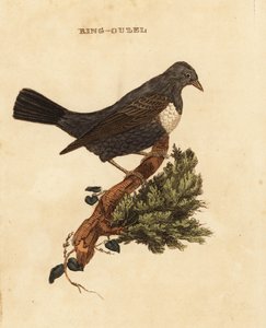 Beflijster, Turdus torquatus