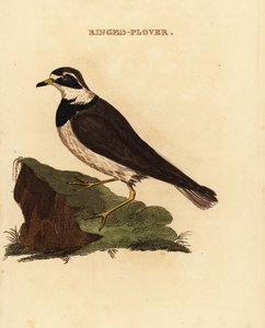 Bontbekplevier, Charadrius hiaticula door Edward Donovan