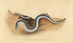 Rivierprik, Lampetra fluviatilis (Lampern of kleine prik, Petromyzon fluviatilis). Handgekleurde koperplaat getekend en gegraveerd door Edward Donovan uit zijn Natural History of British Fishes, Donovan en F.C. en J. Rivington, Londen door Edward Donovan