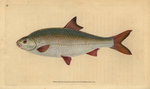 Blankvoorn, Rutilus rutilus (Cyprinus ritulus). Handgekleurde koperplaat getekend en gegraveerd door Edward Donovan uit zijn 