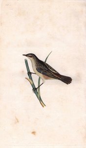 Rietzanger. Acrocephalus schoenobaenus (Motacilla salicaria). Kopergravure door Edward Donovan (1768-1837), gepubliceerd in Histoire naturelle des oiseaux britanniques, Londen
