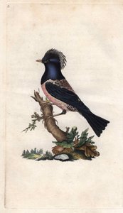 Roze spreeuw. Sturnus roseus (Turdus roseus). Kopergravure door Edward Donovan (1768-1837), gepubliceerd in Histoire naturelle des oiseaux britanniques, Londen door Edward Donovan