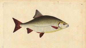 Ruisvoorn, Scardinius erythrophthalmus (Rode oog, Cyprinus erythrophthalmus). Handgekleurde kopergravure getekend en gegraveerd door Edward Donovan uit zijn Natural History of British Fishes, Donovan en F.C. en J. Rivington, Londen door Edward Donovan