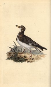 Steenloper, Arenaria interpres. Handgekleurde kopergravure uit 