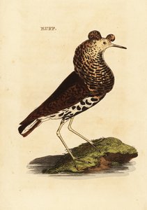 Kemphaan, mannetje, Philomachus pugnax door Edward Donovan