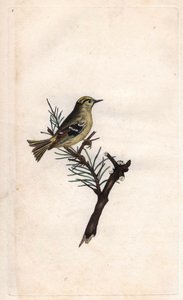 Goudhaan, Regulus regulus