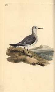 Drieteenstrandloper, Calidris alba. Handgekleurde koperplaat getekend en gegraveerd door Edward Donovan uit zijn eigen Natural History of British Birds, Londen door Edward Donovan
