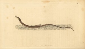Sargassum pijpvis of pelagische pijpvis. Handgekleurde koperplaat getekend en gegraveerd door Edward Donovan uit zijn Natural History of British Fishes, Donovan en F.C. en J. Rivington, Londen