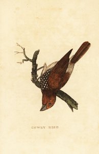 Schubbenborstmus of rijstmuis, Lonchura punctulata door Edward Donovan