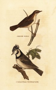 Rietzanger, Acrocephalus schoenobaenus, en kuifmees, Lophophanes cristatus