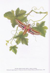 Zilverstreep Valkmot, Shinx Celerio, Natuur in Groot-Brittannië uitgegeven door Collins, 1946 door Edward Donovan