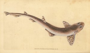 Kleine gevlekte kathaai, Scyliorhinus canicula (Kleine gevlekte haai, Squalus catulus). Handgekleurde koperplaat getekend en gegraveerd door Edward Donovan uit zijn Natural History of British Fishes, Donovan en F.C. en J. Rivington, Londen