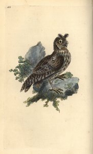 Kleine getekende of Siberische ooruil, Strix pulchella. (Dwergooruil, Otus scops?) Handgekleurde koperplaat getekend en gegraveerd door Edward Donovan uit zijn eigen Natural History of British Birds, Londen door Edward Donovan