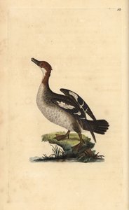 Nonnetje, Mergellus albellus, vrouwtje. Handgekleurde koperplaat getekend en gegraveerd door Edward Donovan uit zijn 