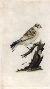 Sneeuwgors. Plectrophenax nivalis (Emberiza nivalis). Kopergravure door Edward Donovan (1768-1837), gepubliceerd in Histoire naturelle des oiseaux britanniques, Londen door Edward Donovan
