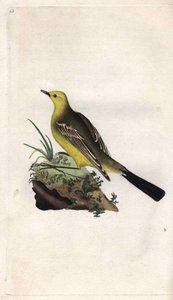 Gele kwikstaart. Motacilla flava. Kopergravure door Edward Donovan (1768-1837), gepubliceerd in Histoire naturelle des oiseaux britanniques, Londen