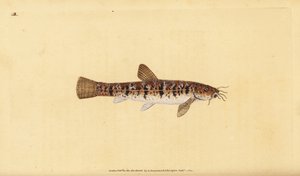 Steenslijmvis, Barbatula barbatula. Handgekleurde kopergravure getekend en gegraveerd door Edward Donovan uit zijn Natural History of British Fishes, Donovan en F.C. en J. Rivington, Londen door Edward Donovan