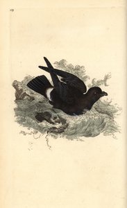 Stormvogel, Hydrobates pelagicus. Handgekleurde koperplaat getekend en gegraveerd door Edward Donovan uit zijn Natural History of British Birds, Londen door Edward Donovan