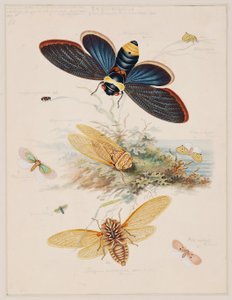 Studies van ongewervelde dieren, Deel II door Edward Donovan