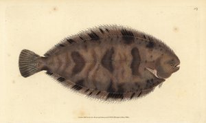 Dikrug schol, Microchirus variegatus (Bonte schol, Pleuronectes variegatus) door Edward Donovan