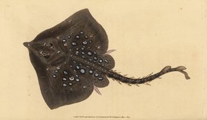 Stekelrog, Raja clavata. Bijna bedreigd. Handgekleurde kopergravure getekend en gegraveerd door Edward Donovan uit zijn Natural History of British Fishes, Donovan en F.C. en J. Rivington, Londen