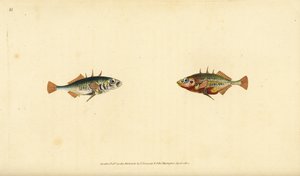 Driedoornige stekelbaars, Gasterosteus aculeatus. Handgekleurde kopergravure getekend en gegraveerd door Edward Donovan uit zijn Natural History of British Fishes, Donovan en F.C. en J. Rivington, Londen door Edward Donovan