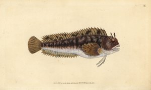 Tompot-snotolf, Parablennius gattorugine. Handgekleurde kopergravure getekend en gegraveerd door Edward Donovan uit zijn Natural History of British Fishes, Donovan en F.C. en J. Rivington, Londen door Edward Donovan