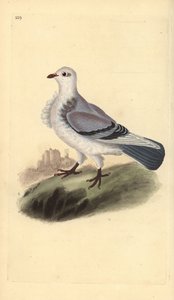 Turbitduif, Columba livia domestica var. turbita door Edward Donovan