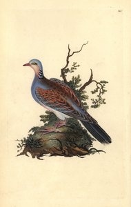 Tortelduif, Streptopelia turtur. Handgekleurde kopergravure getekend en gegraveerd door Edward Donovan uit zijn Natural History of British Birds (1794-1819) door Edward Donovan