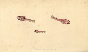 Tweekleppige zuignap, Diplecogaster bimaculata bimaculata door Edward Donovan