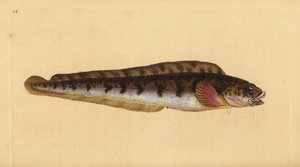 Levendbarende puitaal, Zoarces viviparus door Edward Donovan