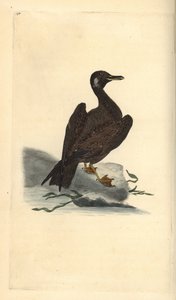 Jonge grote mantelmeeuw, Larus marinus. Handgekleurde kopergravure getekend en gegraveerd door Edward Donovan uit zijn Natural History of British Birds, Londen