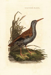 Waterral, Rallus aquaticus door Edward Donovan