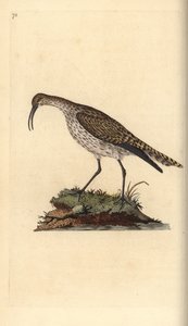 Regenwulp, Numenius phaeopus. Handgekleurde kopergravure getekend en gegraveerd door Edward Donovan uit zijn Natural History of British Birds, Londen