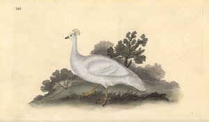 Witte kuifpauw (vrouwelijk), Pavo cristatus. Handgekleurde koperplaat getekend en gegraveerd door Edward Donovan uit zijn eigen Natural History of British Birds, Londen door Edward Donovan