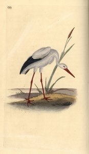 Witte ooievaar, Ciconia ciconia. Handgekleurde koperplaat getekend en gegraveerd door Edward Donovan uit zijn eigen Natural History of British Birds, Londen