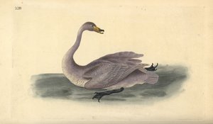 Wilde zwaan (onvolwassen), Cygnus cygnus, met verenkleed in overgangsfase naar wit. Handgekleurde koperplaat getekend en gegraveerd door Edward Donovan uit zijn eigen “Natural History of British Birds,” Londen