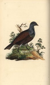 Auerhoen, Tetrao urogallus. Handgekleurde koperplaat getekend en gegraveerd door Edward Donovan uit zijn eigen Natural History of British Birds, Londen