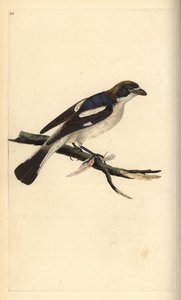 Roodkopklauwier, Lanius senator. Handgekleurde koperplaat getekend en gegraveerd door Edward Donovan uit zijn eigen Natural History of British Birds, Londen door Edward Donovan