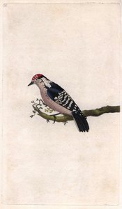 Specht, Dendrocopos minor